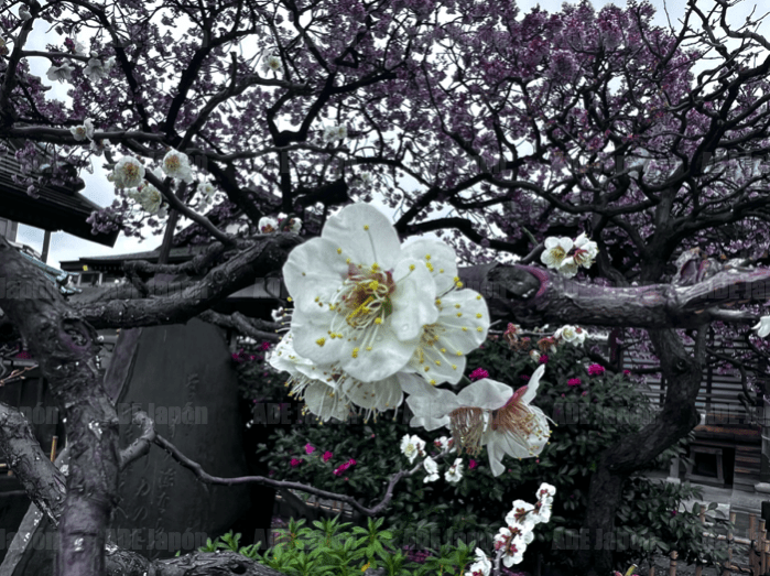 Temporada de sakuras en Tokio, foto por ADE Japón